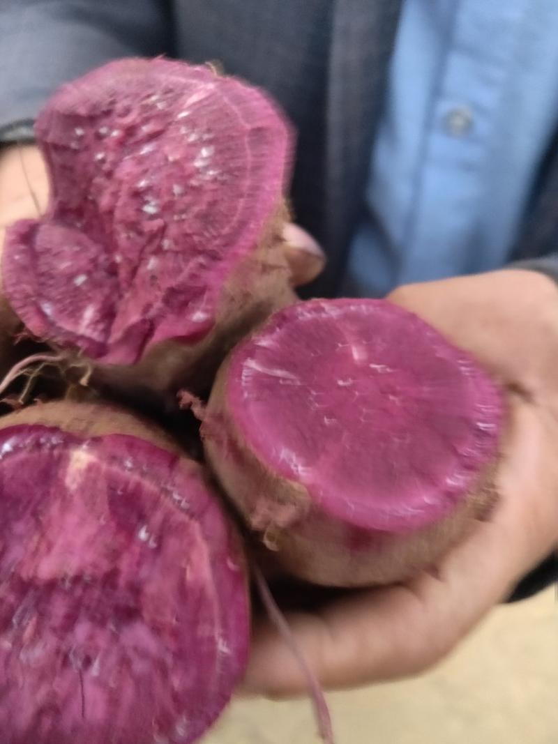 加工厂系列紫薯品种，紫薯紫罗兰，凌紫，济黑