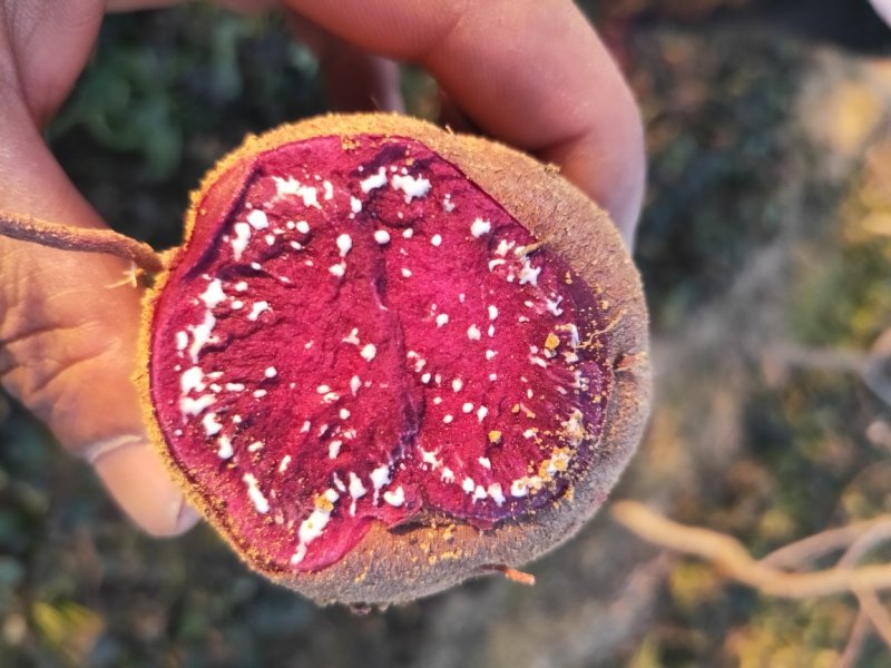 加工厂系列紫薯品种，紫薯紫罗兰，凌紫，济黑