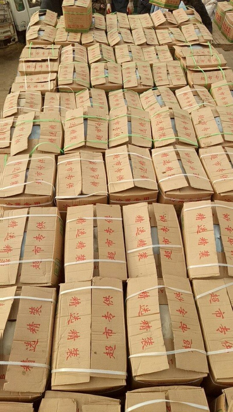土豆/荷兰十五土豆/希森土豆/黄皮黄心土豆/大量上市