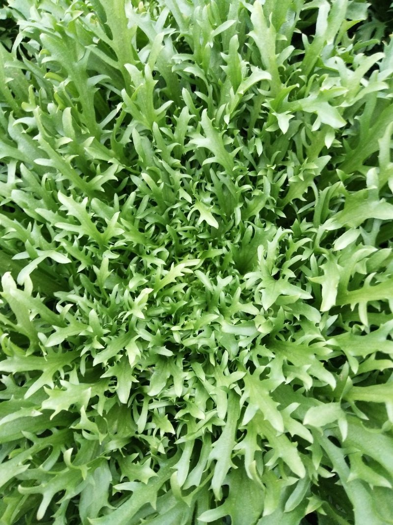 苦菊