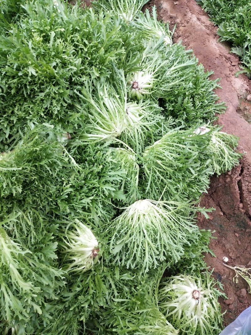 苦菊
