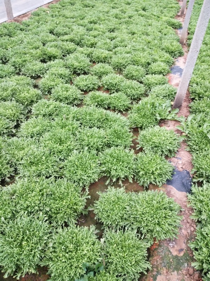 苦菊