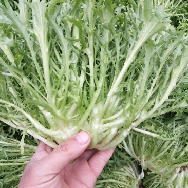 苦菊