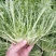 苦菊