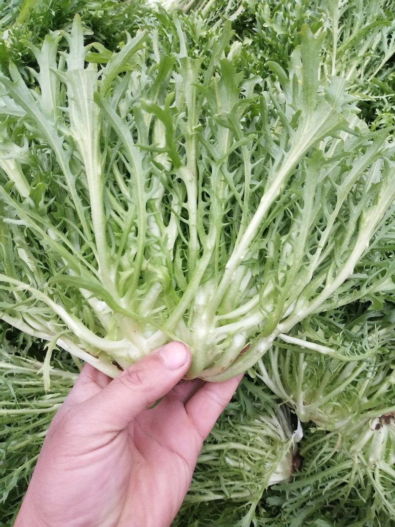 苦菊