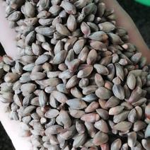 侧柏种子柏树籽产地出售.低价批发出芽率90%以上