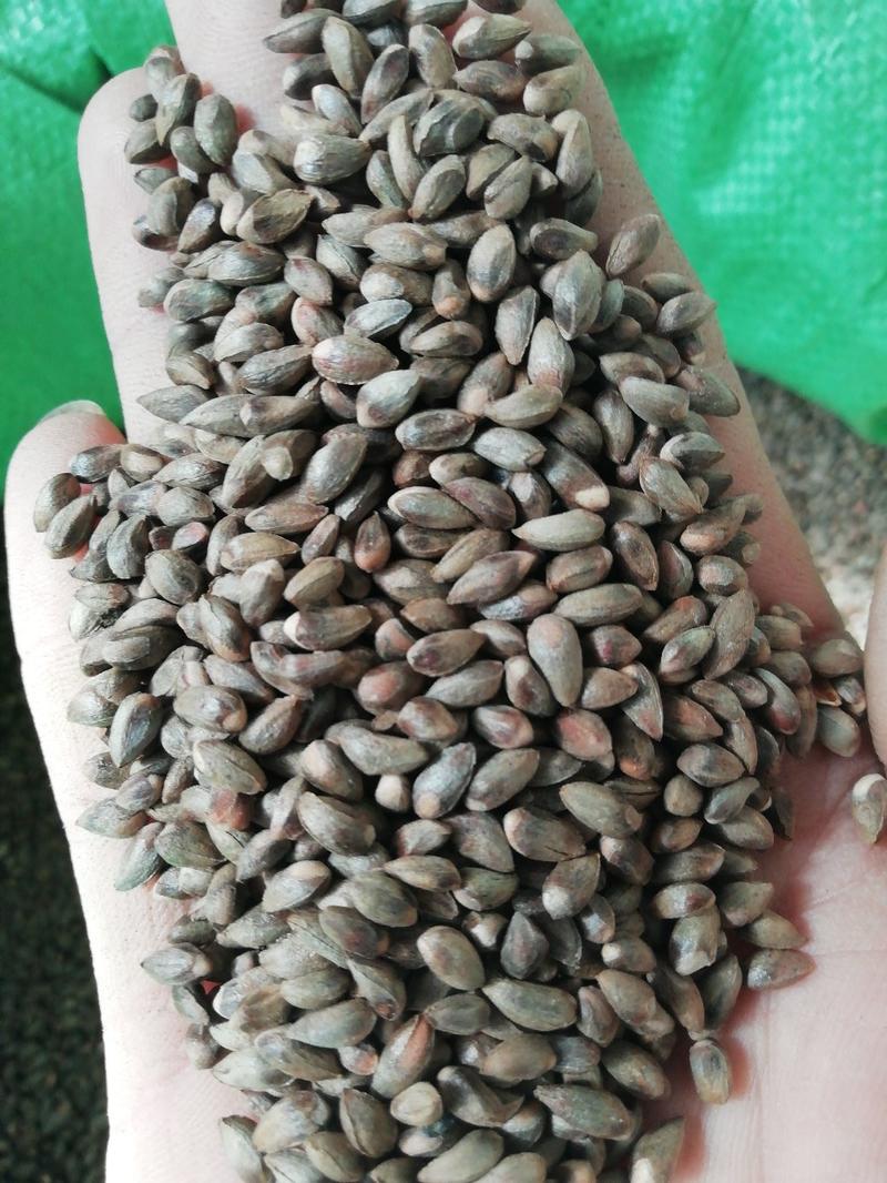 侧柏种子柏树籽产地出售.低价批发出芽率90%以上
