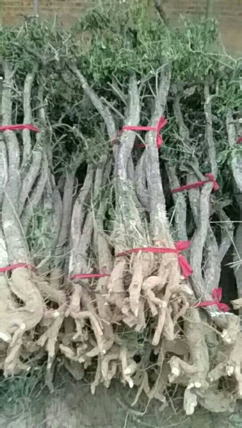 金银花树