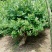 金银花树