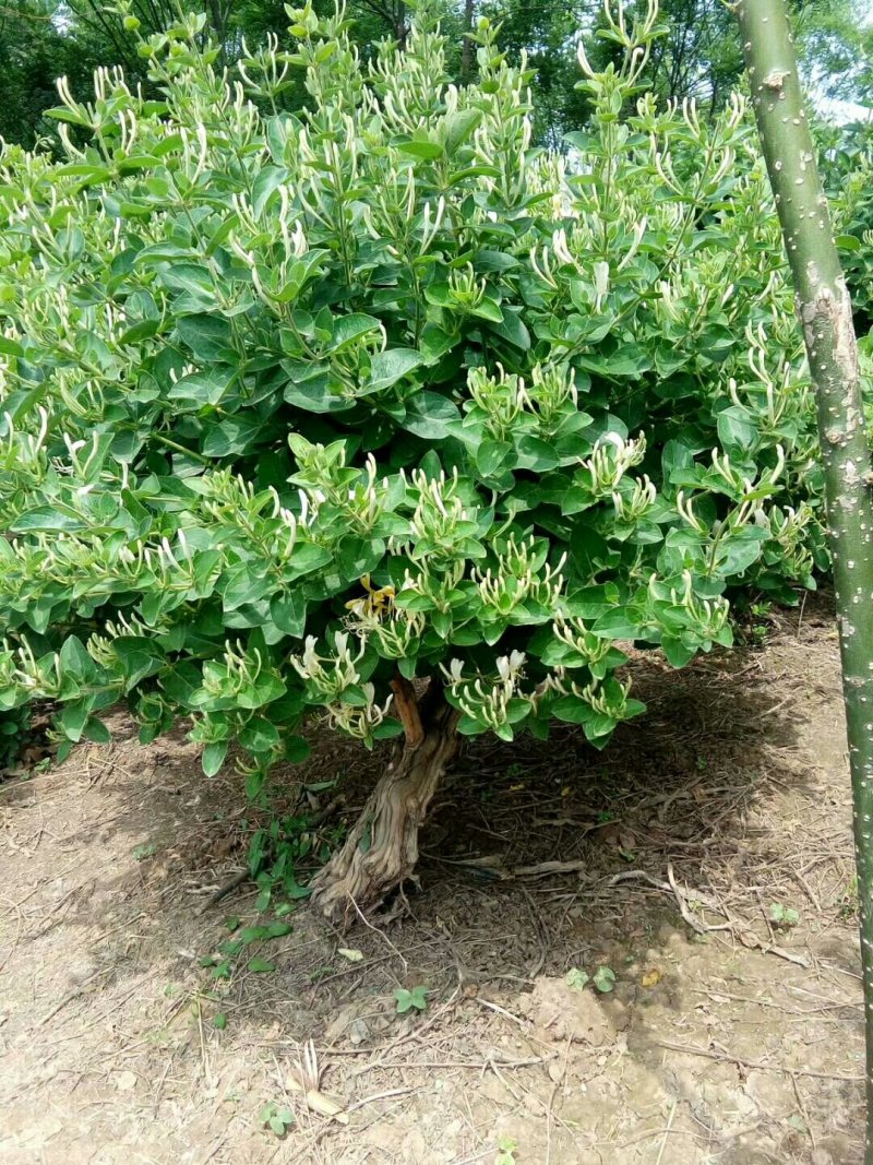 金银花树