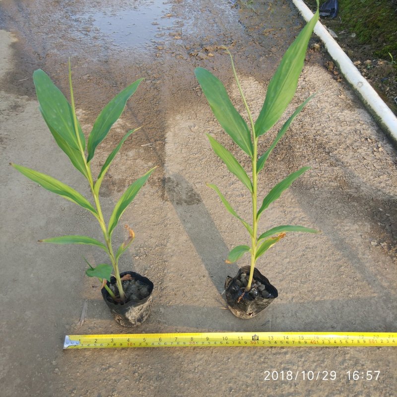 姜花中药材植物