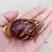 鲜活白玉蜗牛(农家自养)