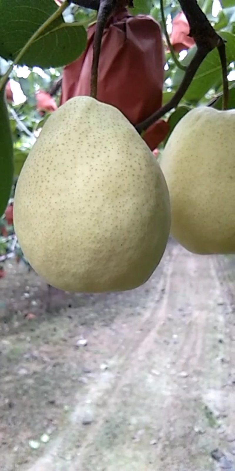 梨