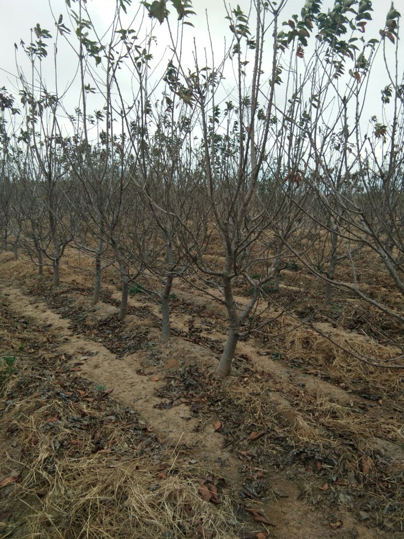 【进店看樱桃树】矮化大樱桃树山东矮化樱桃树苗基地大棚栽植