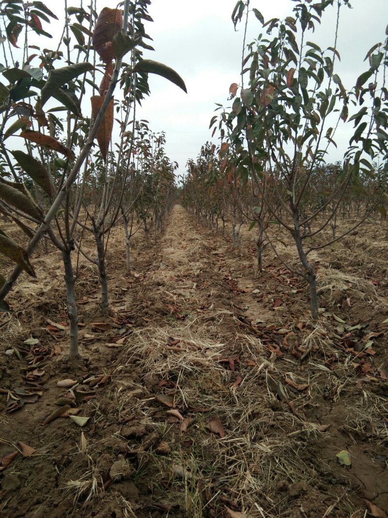 【进店看樱桃树】矮化大樱桃树山东矮化樱桃树苗基地大棚栽植