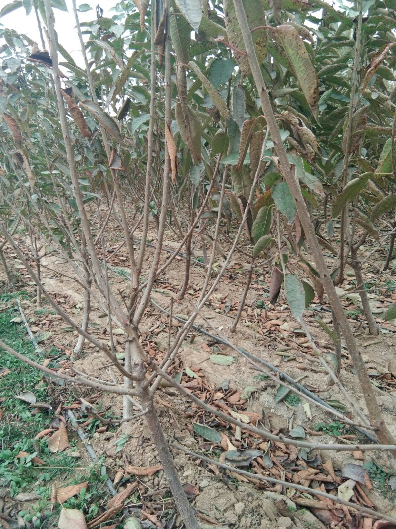 【进店看樱桃树】矮化大樱桃树山东矮化樱桃树苗基地大棚栽植