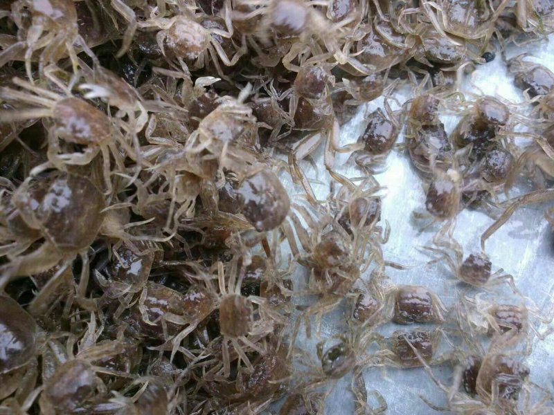 蟹苗，大闸蟹蟹苗，原塘苗，全国免费发货，提供技术