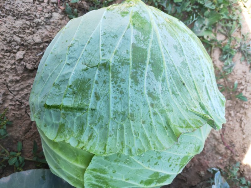 扁包菜奥奇娜双龙三号适合加工厂