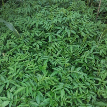 低价出售花椒苗
