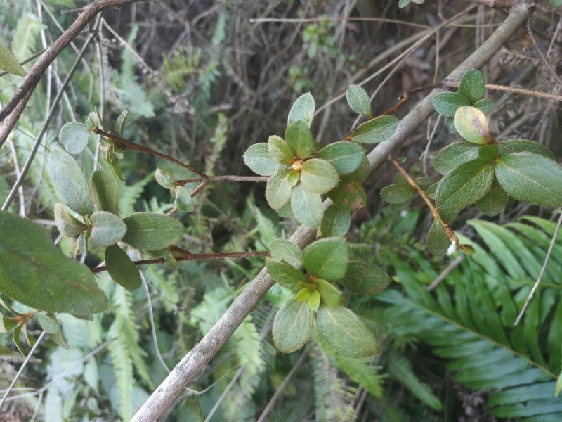 映山红，杜鹃花，下山桩