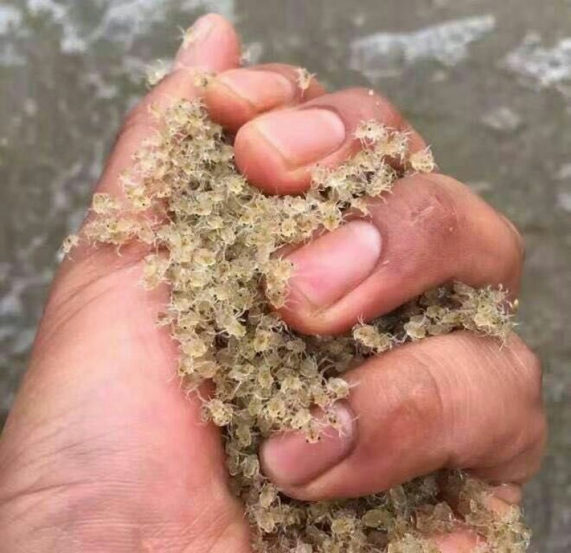 大闸蟹蟹苗六母八公货到付款包成活.视频在线选货.资讯