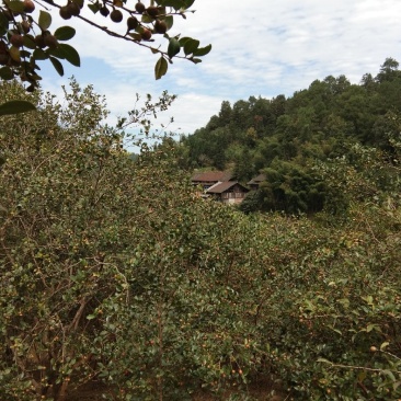 野生山茶籽