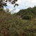 野生山茶籽