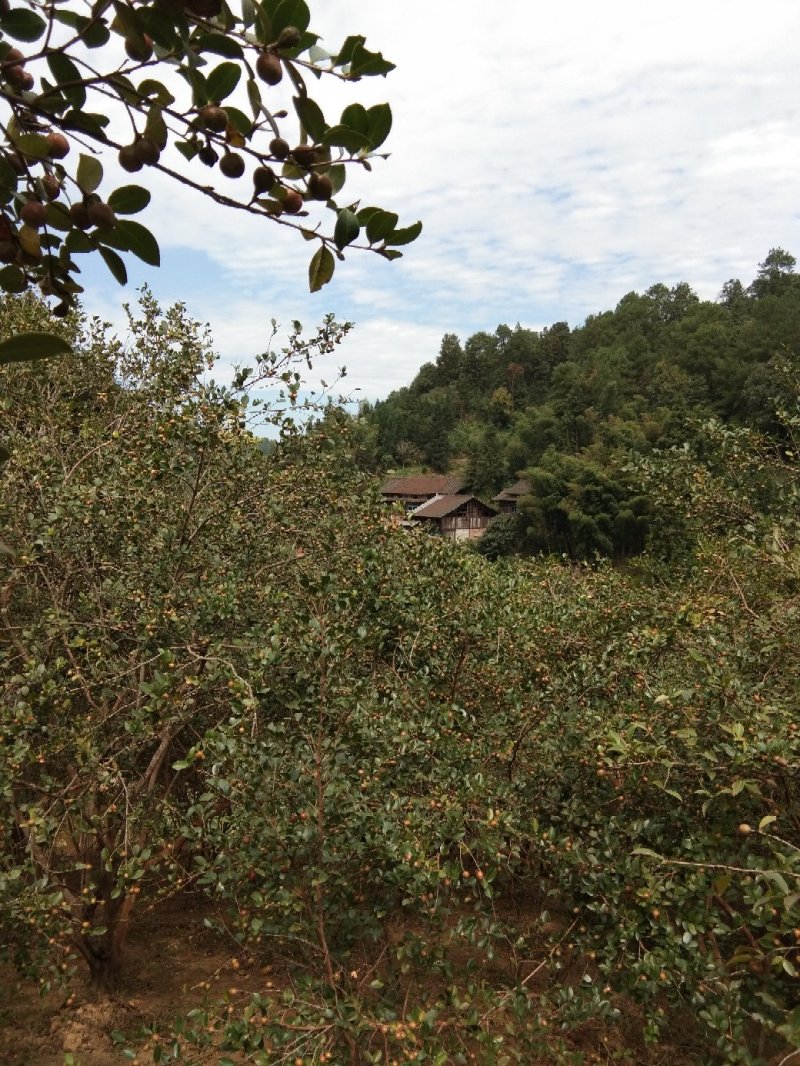野生山茶籽