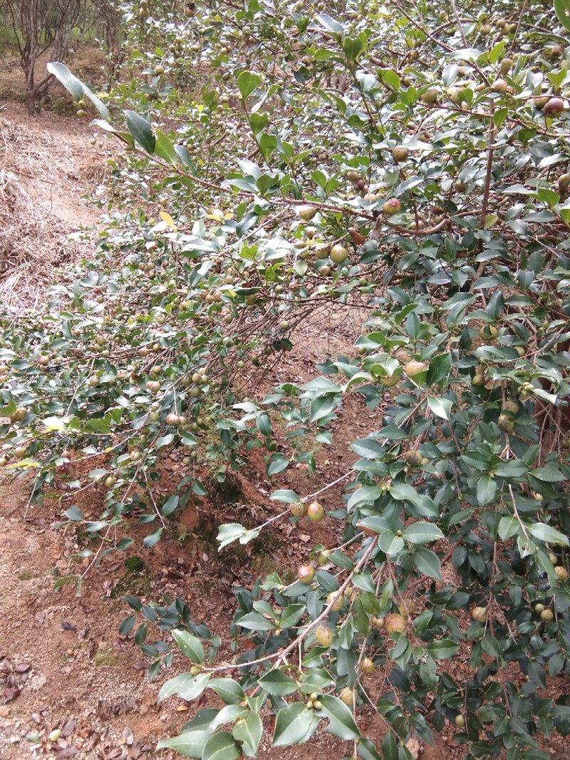 野生山茶籽