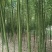 雷竹乌头细叶苗，产量高，复盖品种最好