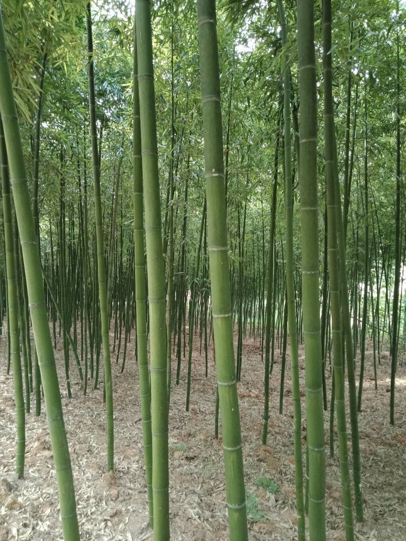 雷竹乌头细叶苗，产量高，复盖品种最好