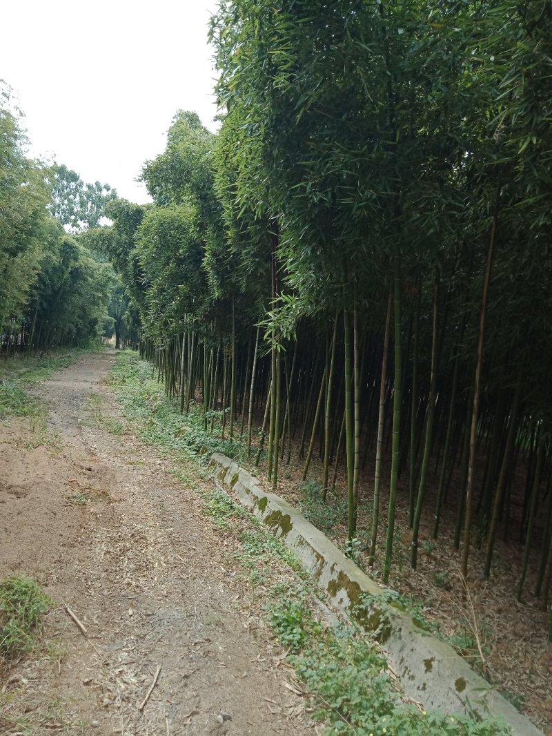 雷竹乌头细叶苗，产量高，复盖品种最好