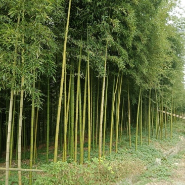 雷竹乌头细叶苗，产量高，复盖品种最好