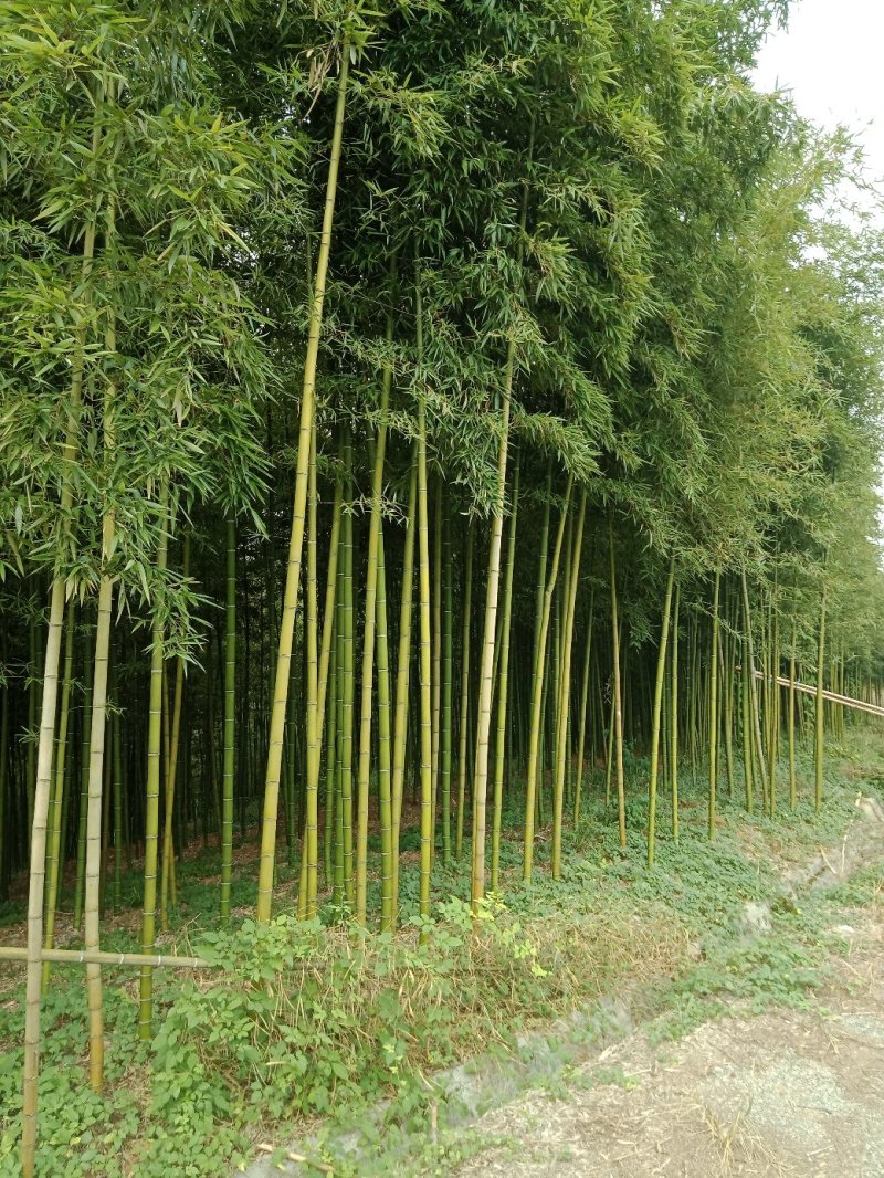 雷竹乌头细叶苗，产量高，复盖品种最好