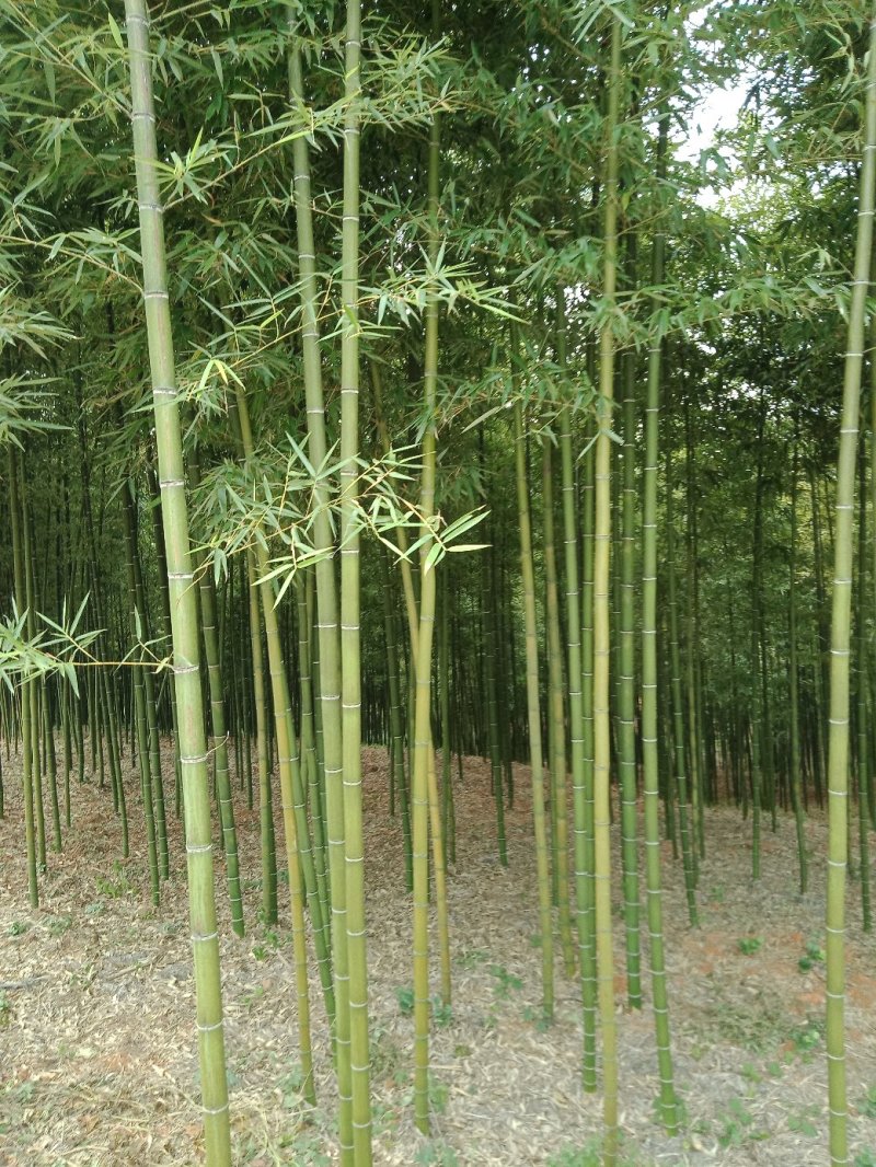 雷竹乌头细叶苗，产量高，复盖品种最好
