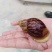 蜗牛专用饲料(500克/袋)