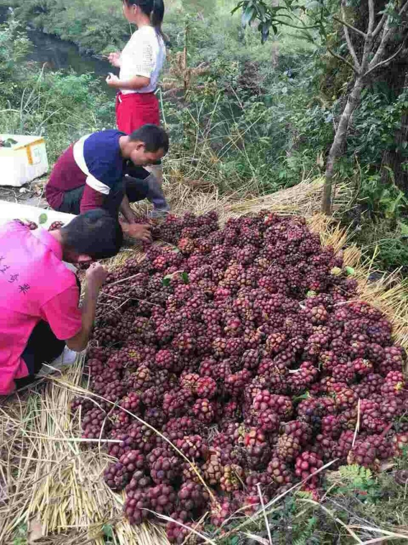 黑老虎苗阳台家庭后院盆栽种植成活率高产量高死苗包补……