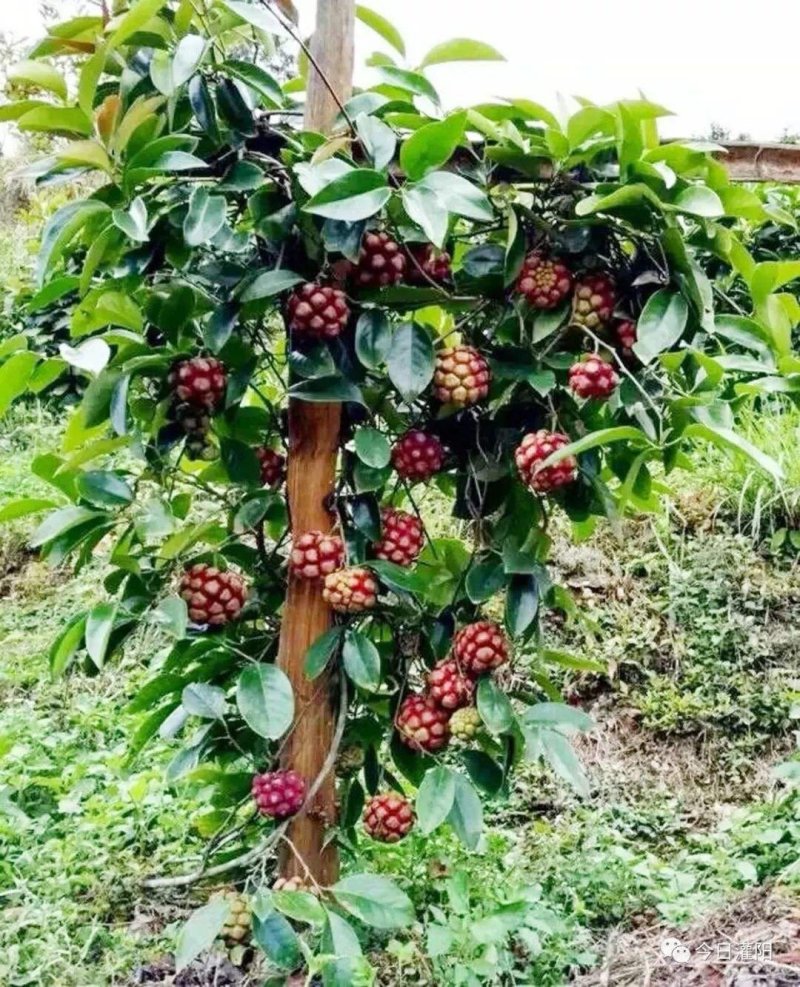 黑老虎苗阳台家庭后院盆栽种植成活率高产量高死苗包补……