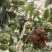 黑老虎苗阳台家庭后院盆栽种植成活率高产量高死苗包补……