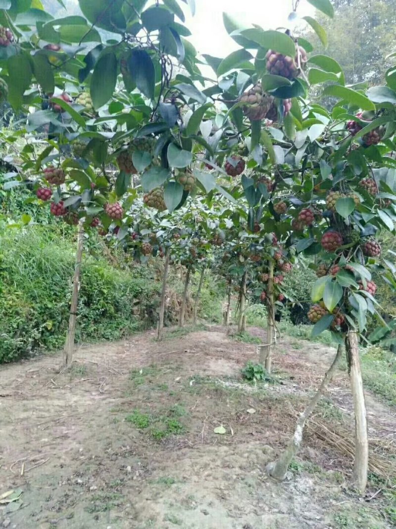黑老虎苗阳台家庭后院盆栽种植成活率高产量高死苗包补……