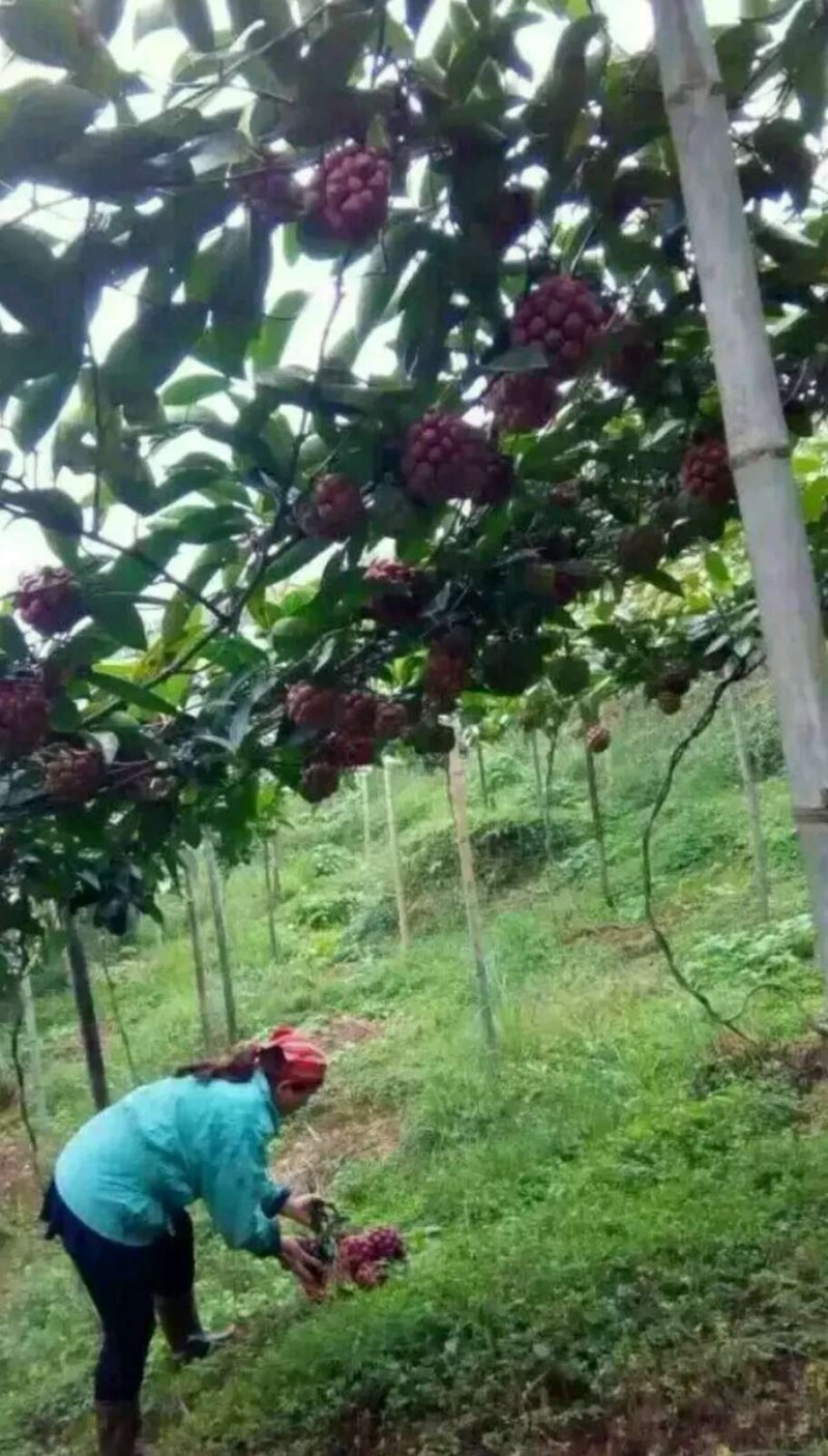 黑老虎苗阳台家庭后院盆栽种植成活率高产量高死苗包补……