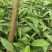 黑老虎苗阳台家庭后院盆栽种植成活率高产量高死苗包补……