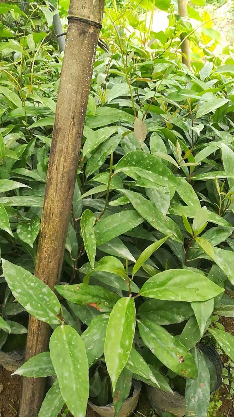 黑老虎苗阳台家庭后院盆栽种植成活率高产量高死苗包补……