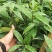 黑老虎苗阳台家庭后院盆栽种植成活率高产量高死苗包补……