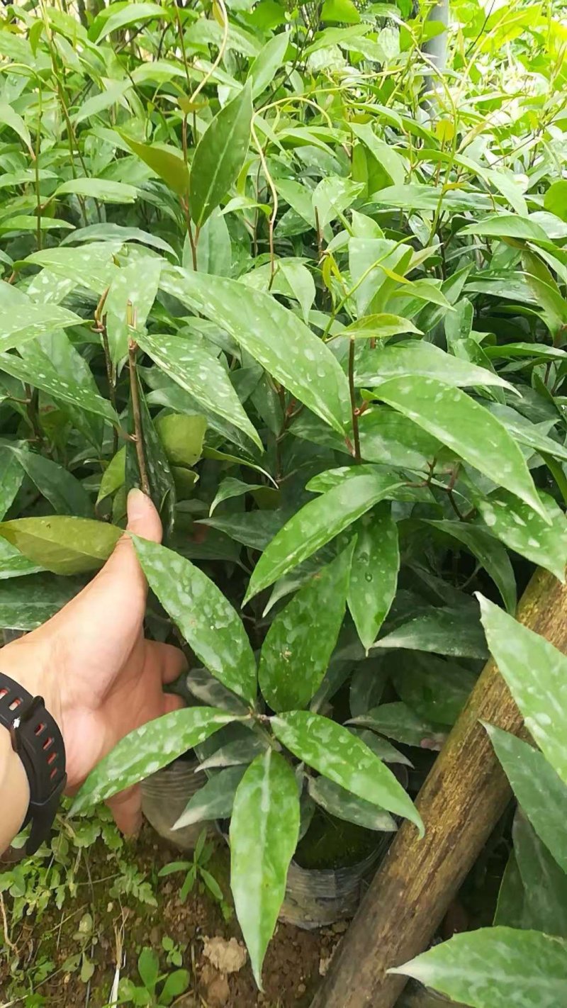 黑老虎苗阳台家庭后院盆栽种植成活率高产量高死苗包补……