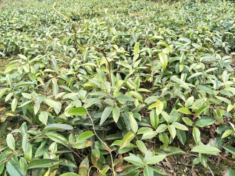 黑老虎苗阳台家庭后院盆栽种植成活率高产量高死苗包补……