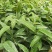 黑老虎苗阳台家庭后院盆栽种植成活率高产量高死苗包补……