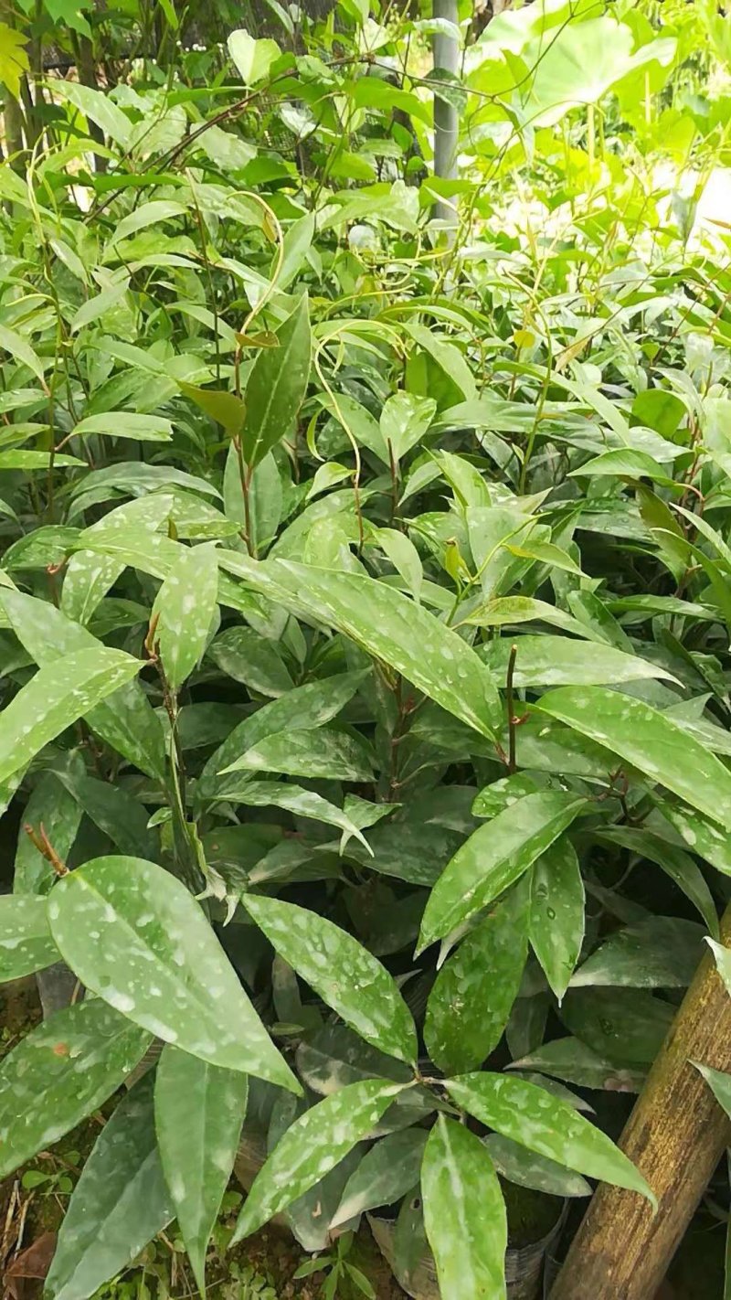 黑老虎苗阳台家庭后院盆栽种植成活率高产量高死苗包补……