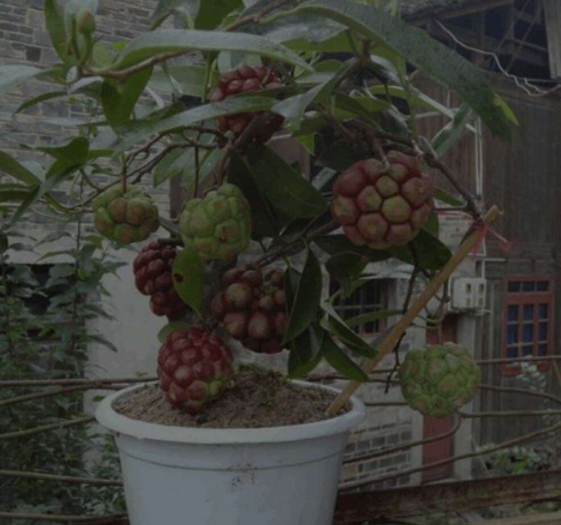 黑老虎苗阳台家庭后院盆栽种植成活率高产量高死苗包补……