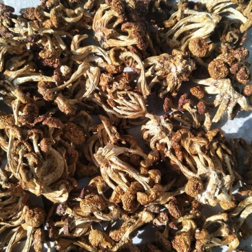 滑子菇